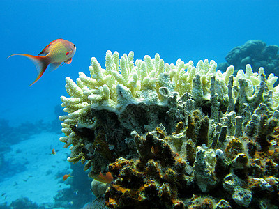 热带海底有白珊瑚和外来鱼类的珊瑚礁 在热带海底野生动物荒野海上生活蓝色浮潜动物海洋海床海景盐水图片