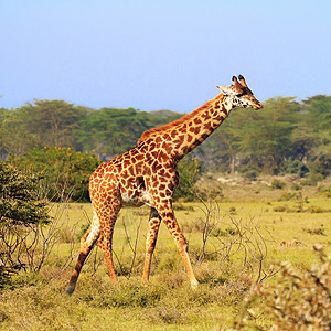 肯尼亚的Rothschild长颈鹿栖息地野生动物动物公园动物园环境动物群斑点脖子牛角图片