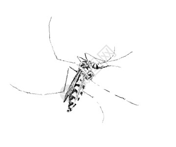 白色的蚊子笨蛋宏观翅膀漏洞昆虫黑色疾病绘画害虫草图图片