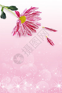 粉红菊花花束紫色翠菊叶子植物群植物雏菊花瓣植物学宏观图片