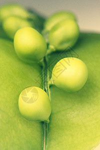 食糖松油豆食物蔬菜绿色甜豆大果豆类豆荚健康饮食图片