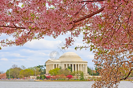 华盛顿特区樱桃花花图片