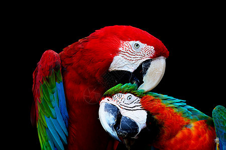 绿翼Macaw和哈莱金 Macaw丑角动物鸟舍宠物热带鹦鹉翅膀野生动物红色绿翅图片