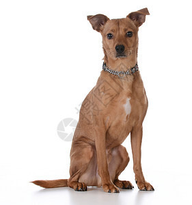 混合品种狗衣领动物白色犬类棕色尾巴工作室猎犬哺乳动物宠物图片