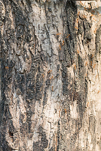树树干缝合图片