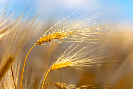 田间小麦耳朵粮食食物农场谷物种子产品水平场地黄色乡村图片