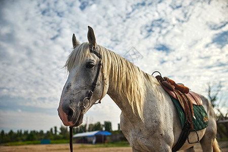 马的肖像哺乳动物螺柱农场乡村家畜鬃毛眼睛灰色骑术运动图片