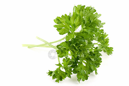 帕斯利香料绿色香菜食物小枝白色草本植物背景图片