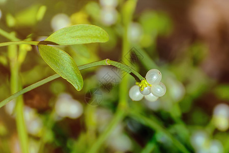 密寄托 Mistlete树叶绿色植物环境叶子植物群植被植物绿叶生态背景图片