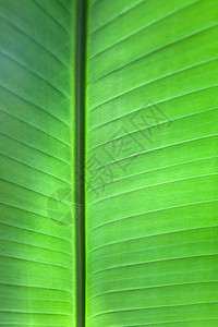 热带树叶背景植物线条光合作用环境生长戏剧性植物学不对称花园叶子图片