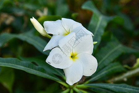 弗朗吉帕尼花朵黄色花园叶子粉色香水热带香味异国绿色植物图片