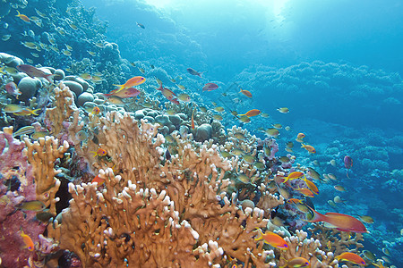 珊瑚礁和大黄火的珊瑚和鱼类图片