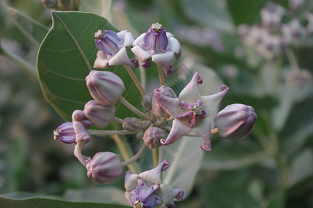 皇家花花绿色紫色花园花朵叶子图片