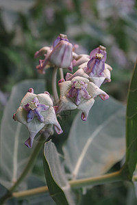 皇家花花花朵花园绿色紫色叶子背景图片