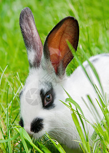 兔子坐在草地上 笑着看镜头农场宠物婴儿毛皮野生动物耳朵花园眼睛动物牙齿图片