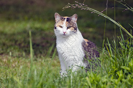 夏花草地的小小猫图片