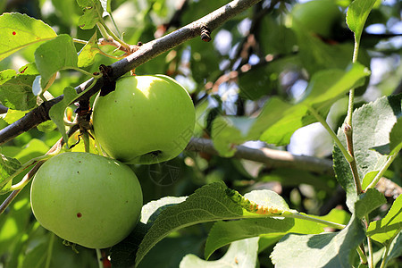 绿苹果和红苹果挂在树上食物水果农场农业树叶红色花园季节生长收成图片