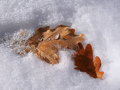 冰冷的橡树叶落下雪宏观天气环境植物学草地季节地面植物树叶森林图片