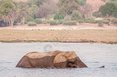 大象穿越乔贝河图片