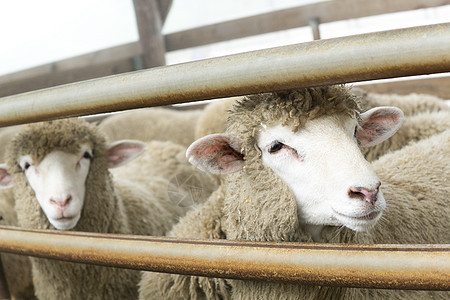 韩国 江原做羊和农场白色家畜羊肉草地农村幼兽动物哺乳动物乡村绿色图片