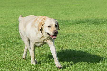 公园狗的绿草猎犬跑步宠物场地棕色小狗绿色笑脸图片