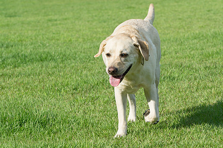 公园狗的绿草笑脸猎犬绿色小狗跑步棕色宠物场地图片