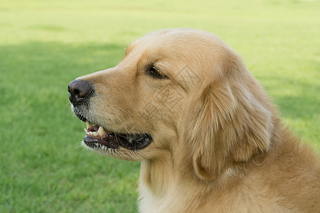 公园狗的绿草场地笑脸棕色跑步猎犬宠物小狗绿色图片