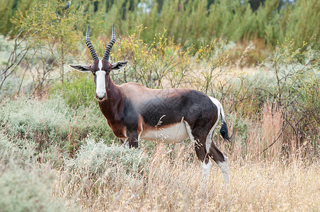 Bontebok 邦特博羚羊荒野野生动物棕色动物群白色哺乳动物动物图片