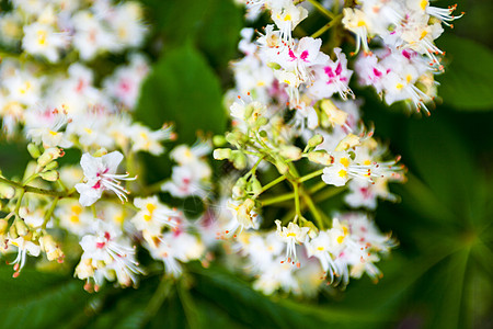 马栗树的一束花朵枝条投标公园季节花园圆锥花序小枝植被森林植物群图片