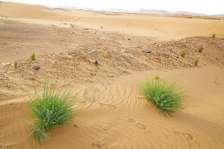 在沙漠 绿洲莫罗科沙哈拉非洲杜纳图片