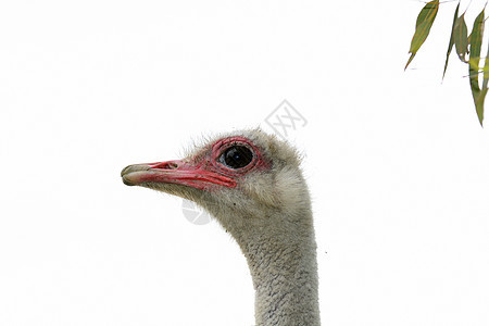 脸部奥斯特里希鸵鸟动物园速度跑步荒野好奇心羽毛动物群公园眼睛图片