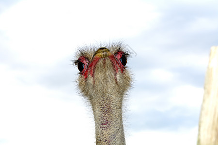 脸部奥斯特里希荒野眼睛野生动物公园鸟类速度农场脖子羽毛好奇心图片