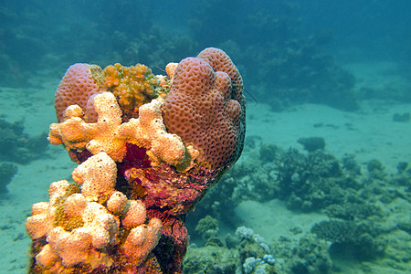 热带海中含有海绵的珊瑚礁图片