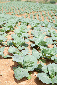 种植有卷心菜的农业用地蔬菜食物营养农村植物土地叶子生产栽培种植园图片