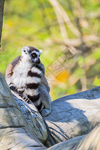 环尾的勒穆尔Lemur catta坐在树上猿猴乐趣荒野卡塔戒指动物森林野生动物跑步濒危图片