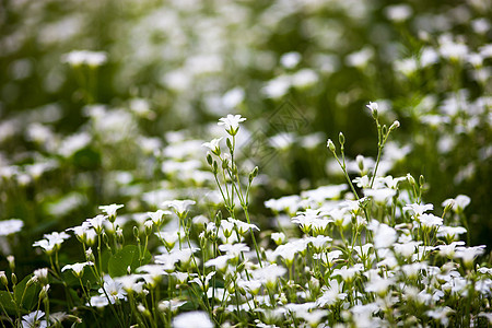 斯特拉里亚的白花森林荒野花瓣国家植物学雌蕊草原花坛草药植物群图片
