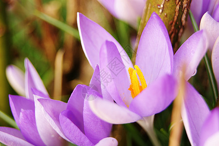 丰富多彩的春天鳄鱼紫色季节性花朵季节植物群宏观植物学花园图片