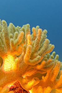 具有巨大黄软珊瑚的珊瑚礁     水下图片