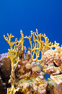 埃及红海底部有硬珊瑚和火珊瑚的珊瑚礁 — 水下照片图片