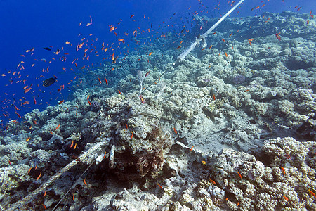 被锚系线摧毁的珊瑚礁图片