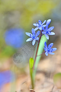 紫罗花荒野草地中提琴蓝色木头花瓣草本植物植物植物学野花图片