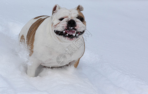 在雪中玩狗狗犬类宠物斗牛犬图片