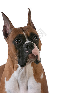 纯红色的斗箱器小狗宠物耳朵犬类爆头拳击手警报动物拳师伴侣背景图片