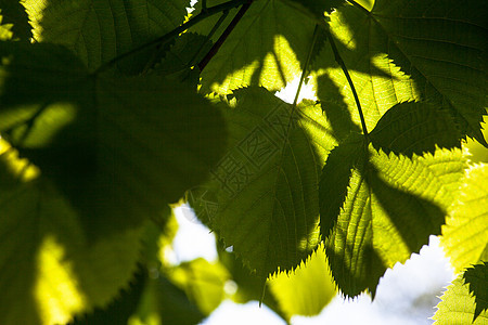 阳光下石灰树的绿叶植被小枝射线静脉椴树阴影绿色植物生长宏观森林图片