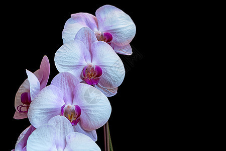 粉色长性紫色兰花花瓣植物热带图片