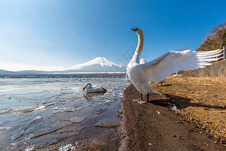 藤山矢中山和鹅公园顶峰反射风景火山公吨天鹅旅行图片