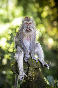 猴林的猴子石头荒野宠物毛皮森林寺庙猕猴食物野生动物动物图片