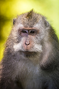 猴林的猴子野生动物猕猴热带毛皮石头食物动物园避难所寺庙女性图片