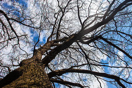 树的脊和树枝 与云彩相对天空苔藓树梢蓝色花园射线树木森林光束枝条图片