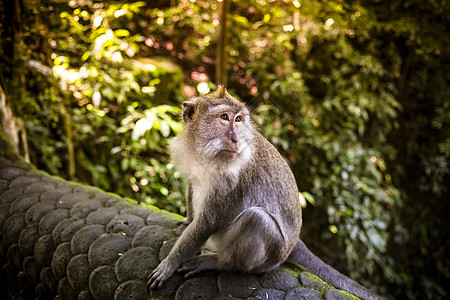 猴林的猴子荒野野生动物石头气候森林灵长类毛皮猕猴动物园旅行图片